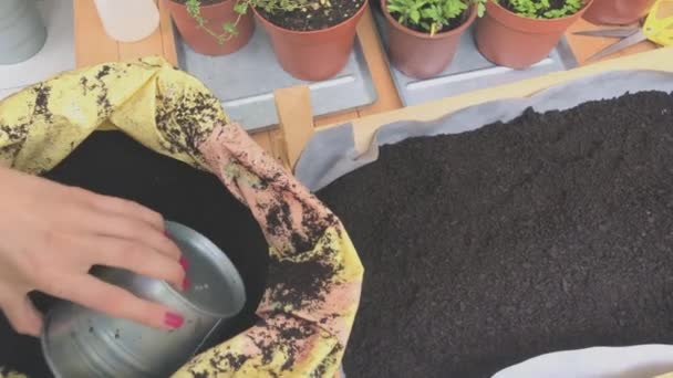 Žena Pečující Domácí Pěstovaných Rostlin — Stock video