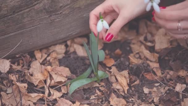 Mani Femminili Che Raccolgono Bucaneve Fiori Selvatici Nella Foresta — Video Stock