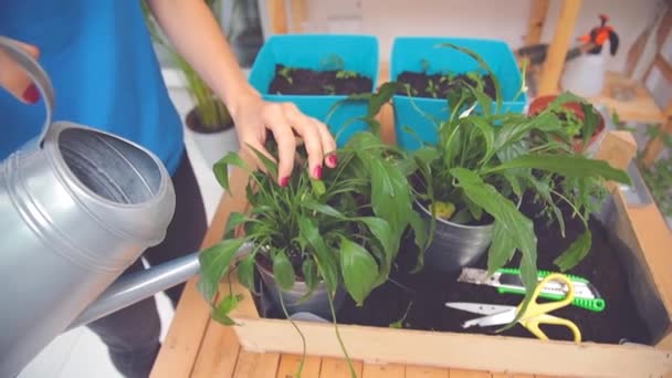 Jonge Vrouw Planten Vazen Met Gieter Water Geven — Stockvideo