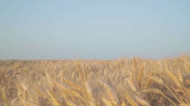 Olgun Buğday Alanında Vaktinizi Kadın — Stok video