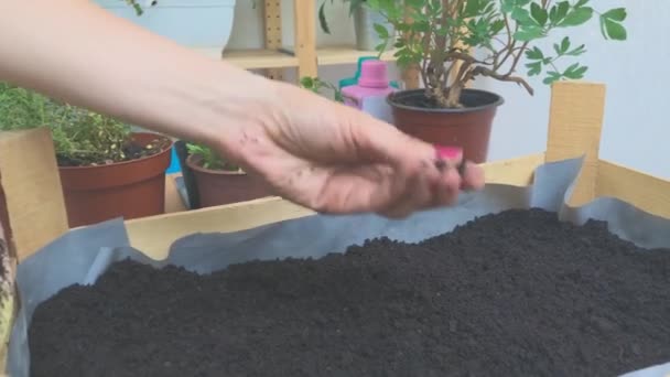 Vrouw Thuis Geteelde Planten Verzorgen — Stockvideo