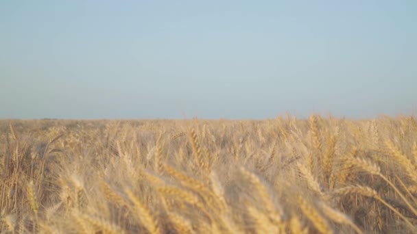 Γυναίκα Απολαμβάνοντας Χρόνο Στο Πεδίο Ώριμο Σιτάρι — Αρχείο Βίντεο