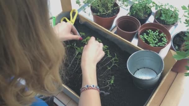 女性の家庭の成長される植物の世話 — ストック動画