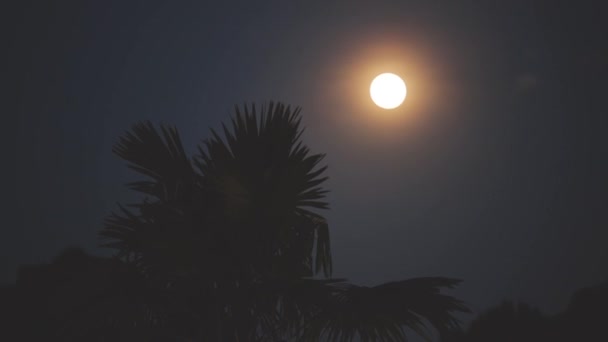 Jasny Księżyc Pełni Ciemną Noc Niebo Palm Pozostawia Pierwszym Planie — Wideo stockowe