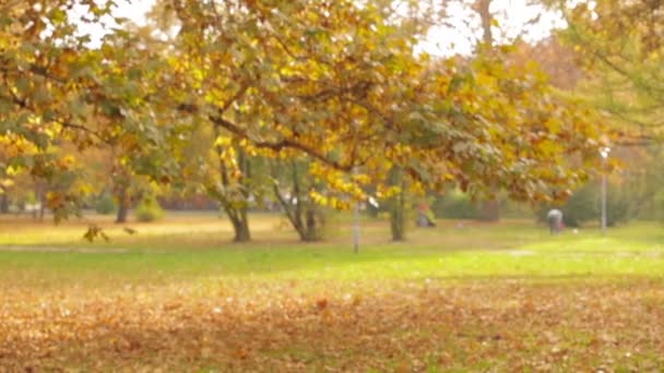 Young Couple Dating Autumnal Park — Stock Video