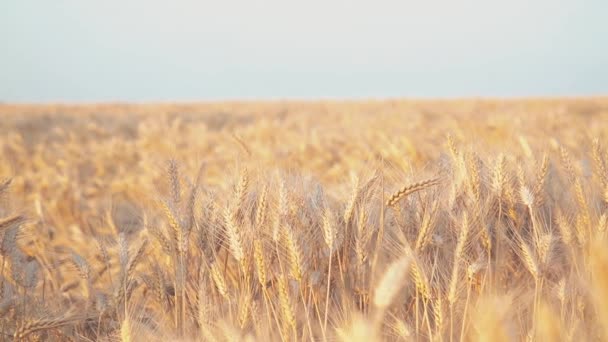 熟した麦畑での時間を楽しむ女性 — ストック動画