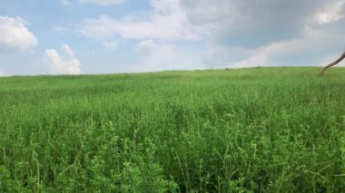 Kız bir yeşil çim sahada atlama. Ağır çekim.