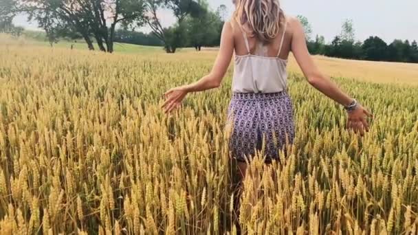 Meisje Een Gouden Tarwe Veld Zomer Genieten — Stockvideo