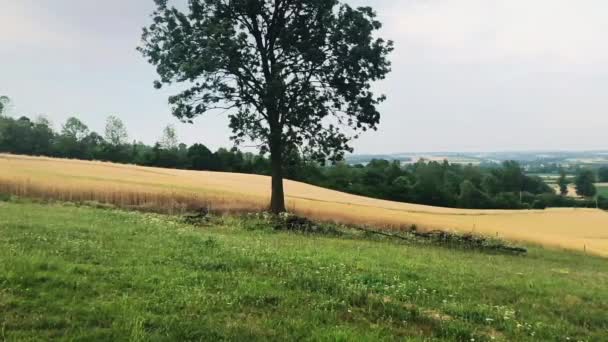 Paisaje Campos Verano Con Roble — Vídeos de Stock