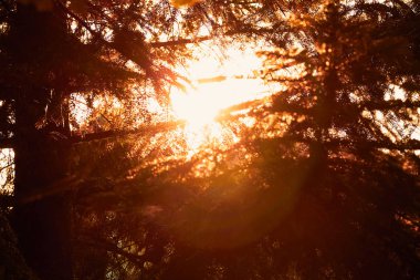 Ağaç dalları üzerinde renkli sonbahar yaprakları.