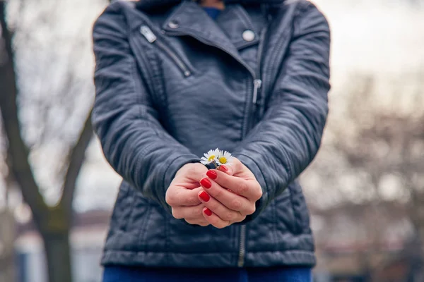 Жінка тримає квітку ромашку навесні . — стокове фото