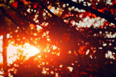 Ağaç dalları üzerinde renkli sonbahar yaprakları.