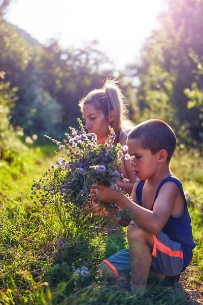 Mãe e filho colhendo flores / ervas na natureza . — Fotografia de Stock