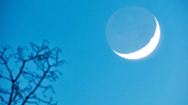 Lune avec silhouette d'arbre. Mon travail d'astronomie . — Photo