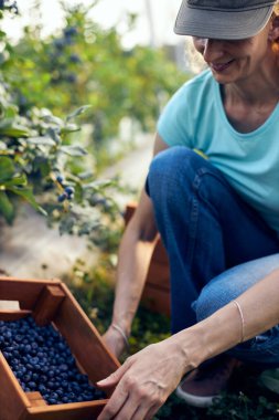 Organik bir çiftlikte çalışan ve yaban mersini toplayan modern kadın - kadın enerji sektörü konsepti.