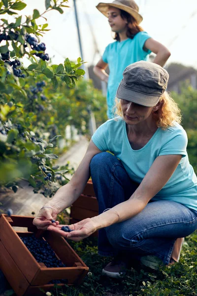 Modern aile organik bir çiftlikte yabanmersini topluyor. Aile mesleği kavramı..