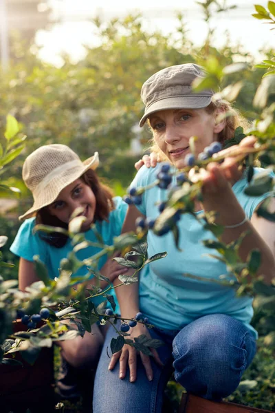 Moderna Famiglia Che Raccoglie Mirtilli Una Fattoria Biologica Concetto Azienda — Foto Stock