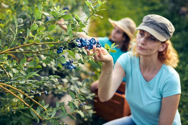 Modern aile organik bir çiftlikte yabanmersini topluyor. Aile mesleği kavramı..