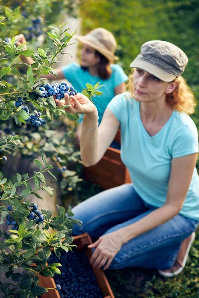 Modern aile organik bir çiftlikte yabanmersini topluyor. Aile mesleği kavramı..