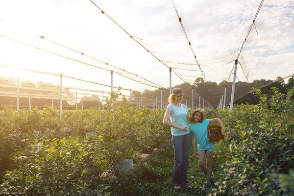 Modern aile organik bir çiftlikte yabanmersini topluyor. Aile mesleği kavramı..