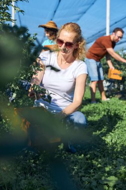 Modern aile organik bir çiftlikte yabanmersini topluyor. Aile mesleği kavramı..