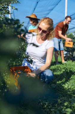Modern aile organik bir çiftlikte yabanmersini topluyor. Aile mesleği kavramı..
