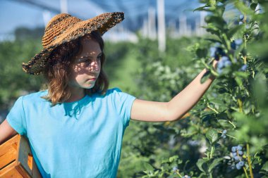 Aile çiftliğinde böğürtlen dolu bir kutuyla küçük bir kız, iş konsepti, yaz işi ve genç yaştan itibaren sorumluluk almak..