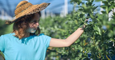 Aile çiftliğinde böğürtlen dolu bir kutuyla küçük bir kız, iş konsepti, yaz işi ve genç yaştan itibaren sorumluluk almak..