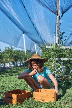 Aile çiftliğinde böğürtlen dolu bir kutuyla küçük bir kız, iş konsepti, yaz işi ve genç yaştan itibaren sorumluluk almak..
