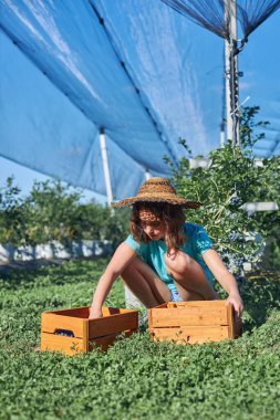 Aile çiftliğinde böğürtlen dolu bir kutuyla küçük bir kız, iş konsepti, yaz işi ve genç yaştan itibaren sorumluluk almak..