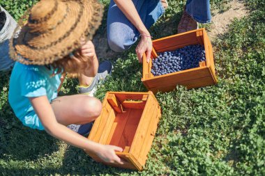 Aile çiftliğinde böğürtlen dolu bir kutuyla küçük bir kız, iş konsepti, yaz işi ve genç yaştan itibaren sorumluluk almak..