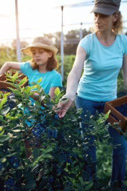 Modern aile organik bir çiftlikte yabanmersini topluyor. Aile mesleği kavramı..