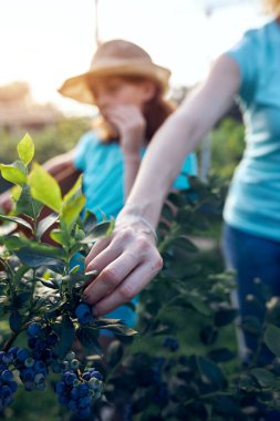 Modern aile organik bir çiftlikte yabanmersini topluyor. Aile mesleği kavramı..