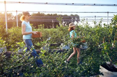 Modern aile organik bir çiftlikte yabanmersini topluyor. Aile mesleği kavramı..