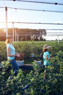 Modern aile organik bir çiftlikte yabanmersini topluyor. Aile mesleği kavramı..