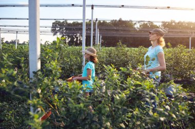 Modern aile organik bir çiftlikte yabanmersini topluyor. Aile mesleği kavramı..