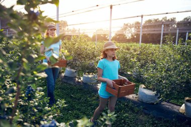 Modern aile organik bir çiftlikte yabanmersini topluyor. Aile mesleği kavramı..