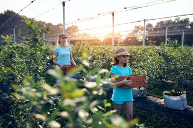 Modern aile organik bir çiftlikte yabanmersini topluyor. Aile mesleği kavramı..