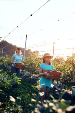 Modern aile organik bir çiftlikte yabanmersini topluyor. Aile mesleği kavramı..