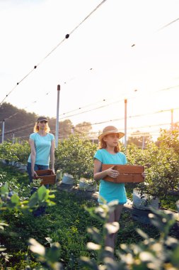 Modern aile organik bir çiftlikte yabanmersini topluyor. Aile mesleği kavramı..