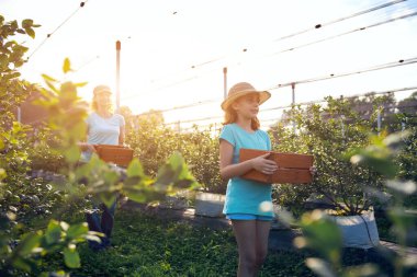 Modern aile organik bir çiftlikte yabanmersini topluyor. Aile mesleği kavramı..