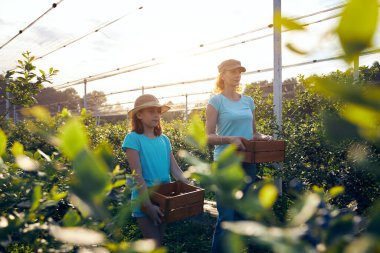 Modern aile organik bir çiftlikte yabanmersini topluyor. Aile mesleği kavramı..