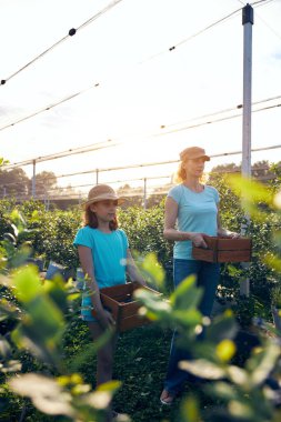 Modern aile organik bir çiftlikte yabanmersini topluyor. Aile mesleği kavramı..