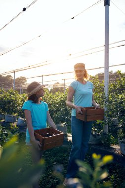 Modern aile organik bir çiftlikte yabanmersini topluyor. Aile mesleği kavramı..
