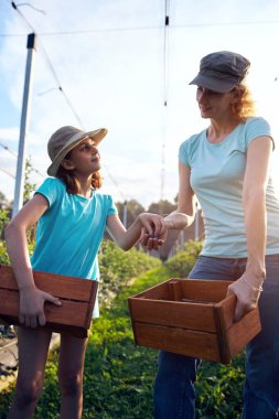 Modern aile organik bir çiftlikte yabanmersini topluyor. Aile mesleği kavramı..