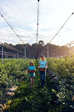 Modern aile organik bir çiftlikte yabanmersini topluyor. Aile mesleği kavramı..
