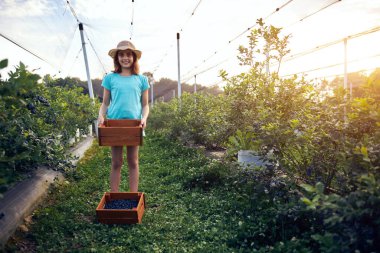Aile çiftliğinde böğürtlen dolu bir kutuyla küçük bir kız, iş konsepti, yaz işi ve genç yaştan itibaren sorumluluk almak..