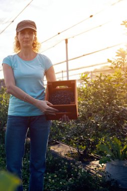 Organik bir çiftlikte çalışan ve yaban mersini toplayan modern kadın - kadın enerji sektörü konsepti.