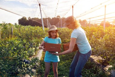 Modern aile organik bir çiftlikte yabanmersini topluyor. Aile mesleği kavramı..