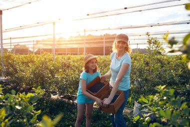 Modern aile organik bir çiftlikte yabanmersini topluyor. Aile mesleği kavramı..